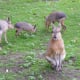 pet-patagonian-chacoan-mara-cavy-exotic-animal-care