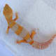 His gorgeous orange and lavender banding makes him a real eye-catcher!