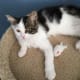 Adorable kitten—relaxed with his little mouse toy—a beautiful, sweet little kitten being fostered prior to adoption. He was put down for testing positive on the day he was to have his neuter surgery.