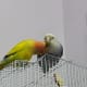 Picture showing male lovebird Mumu preening Lulu, the female lovebird.
