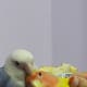 Adorable picture showing female lovebird Lulu preening the male Mumu.