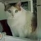 Crème Puff died at age 38.