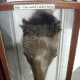 The head of Old Billy on display.