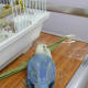 Lulu, my female lovebird loves to shred palm leaves and tuck them in her tail. It is the perfect nesting material for her.