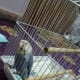 Mumu my male lovebird is going to see the egg laid for the first time. He wagged his tail out of happiness.