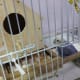 We had placed Lulu's eggs in this small wooden square box, removing all of them from her nest box. This was done to check if Lulu sits on her eggs or not. I believe that a mother knows her eggs are not fertile, so she didn't even sit on them.