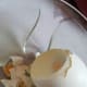 Boil an egg. Crush egg shell and egg white into small pieces. Provide this to your lovebirds as it is a rich source of calcium. This helps a lot for egg-bound females too.