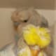breeding-budgerigars