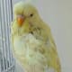 breeding-budgerigars