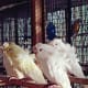 breeding-budgerigars
