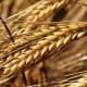 Heads of barley in the field