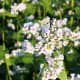 Beautiful buckwheat flower