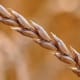 Head of spelt grain