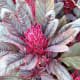 Beautiful amaranth seeds and foliage