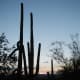 Saguaro National Park, Arizona