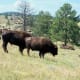 Buffalo at Custer State Park, South Dakota