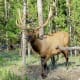Elk at Yellowstone National Park, Wyoming