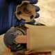 toyota-camry-avalon-es300-corolla-solara-fuel-pump-replacement