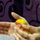 lovebird-molting-symptoms-and-care