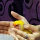 lovebird-molting-symptoms-and-care