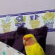 My lovebird, Mumu, sleeping on my thigh.