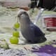 My lovebird, Lulu, loves to eat grapes and likes to play with their tiny branches.