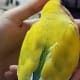 My lovebird, Mumu, trying to fall asleep on my palm.