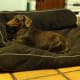 He's allowed on this couch