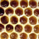 Multiple eggs per cell indicate a worker is laying eggs.