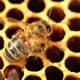 Varroa Mites