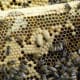 what-do-beekeepers-do-in-spring