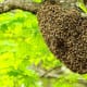 what-do-beekeepers-do-in-spring