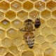 Small Hive Beetle