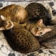 Luna (far left) with her siblings from other mothers, Titan, Calypso, and Phoebe