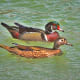 There's nothing nicer than seeing a pair of wood ducks swimming slowly down a pond together.