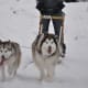Gabby & Griff pulling a kick sled.