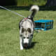 Gabby learning pull techniques as a puppy.