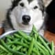 Max in training for a commercial (maybe) about malamutes and green beans.