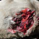 You can see how much tearing and clotting took place. The wound site suggested a lack of ethics in hunting.