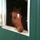 Stall board with a window view!
