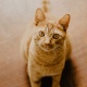 Orange tabby (or red tabby) with the classic "M" on the forehead.