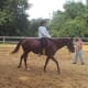 This is my heart horse, Zelda, and one of her very first rides when we were breaking her!