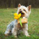 Australian Silky Terrier