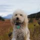 Poodle