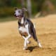 Italian Greyhound