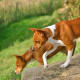 Basenjis