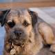 Border Terrier