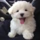 Maltese