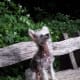Chinese Crested