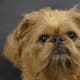 Brussels Griffon